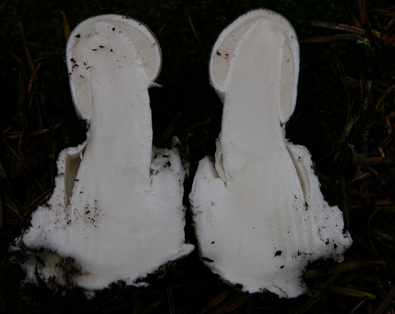 Amanita virosa (Lamark) Bertillon
